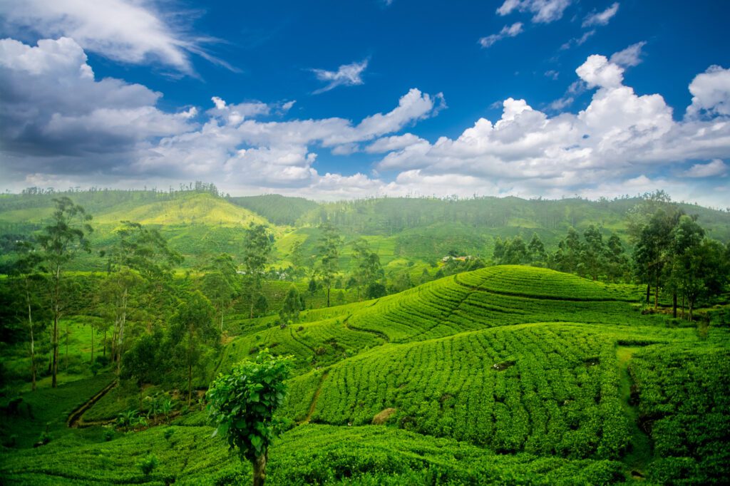 A scenic view of the lush green tea plantations in Nuwara Eliya, Sri Lanka, under a blue sky. The rolling hills and well-maintained rows of tea bushes create a peaceful and picturesque landscape ideal for a family holiday.