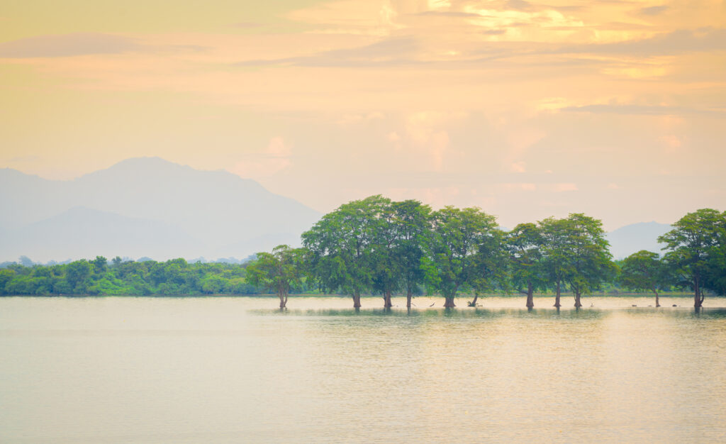 A scene from Udawalawe National Park, known for its water bodies and wildlife.