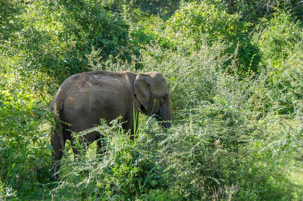 In Wilpattu National Park in Sri Lanka, an elephant is partially hidden by the dense jungle. With the elephant disappearing into the thick forest, the image perfectly depicts the park's wide variety of plants and animals.