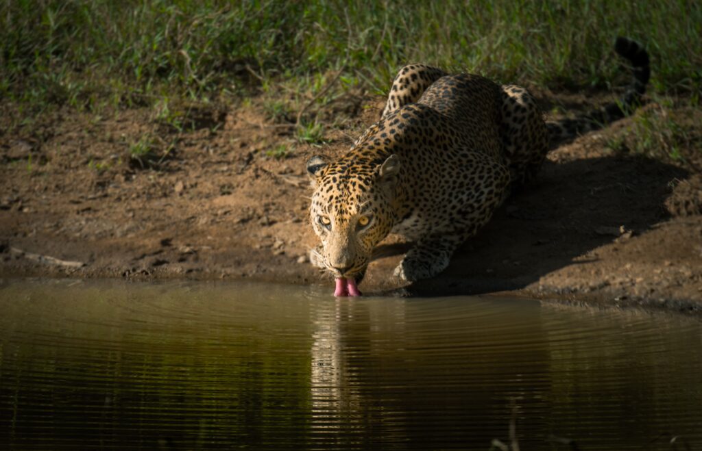 A leopard is crouched at the edge of a water body, and lapping water. This shows a wildlife scene one might encounter in Udawalawe National Park on a family holiday to Sri Lanka.