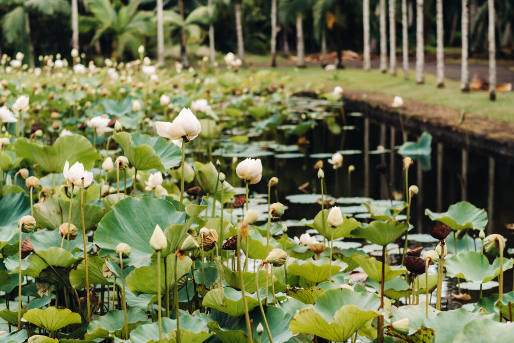 White Indian Ocean flower in a lake in Sri Lanka you can explore in your holiday to Sri Lanka.