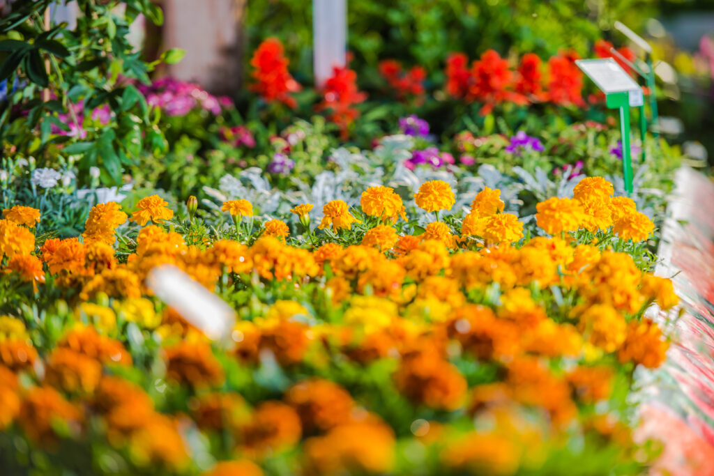 The image of a beautiful flower garden in Haggala Botanical Gardens in Sri Lanka.