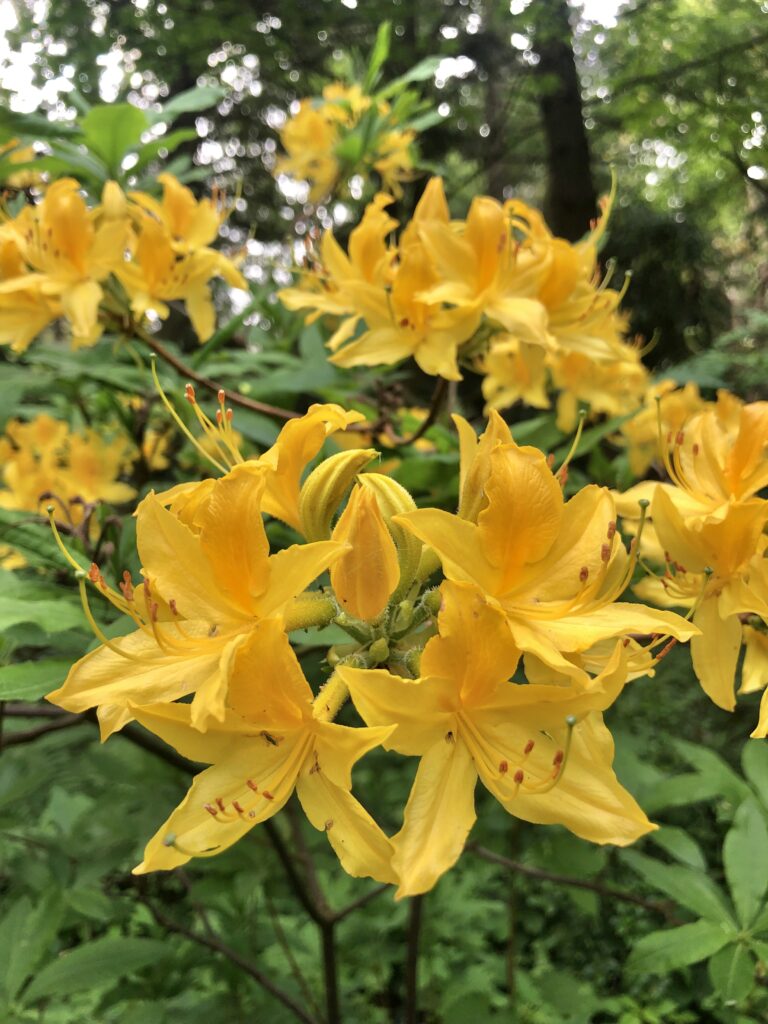 Image of Yellow Lily in Haggala Botanical Garden, Sri Lanka to explore in your holidays.
