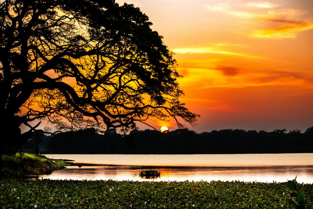 A peaceful sunset over a lake, with a big tree in the front. The tree’s branches spread out, and there are some green plants floating on the water near the shore. The scene feels calm and relaxing, highlighting the beauty of nature.